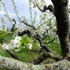 Obstbaum Plantage