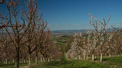 Obstbaum Reihen