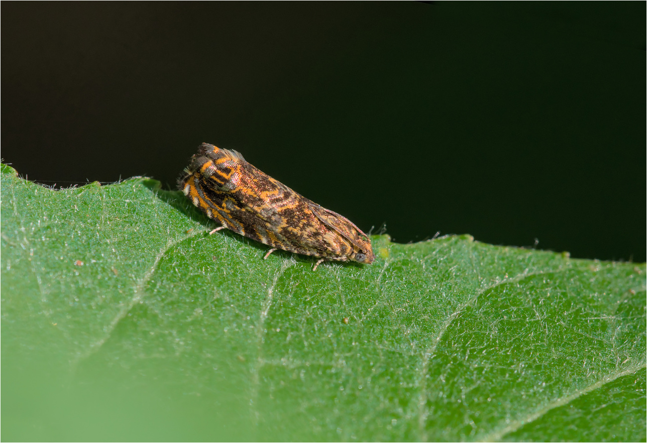 Obstbaum-Rindenwickler (Enarmonia formosana)