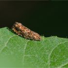 Obstbaum-Rindenwickler (Enarmonia formosana)