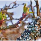 Obstbaum-Triebe