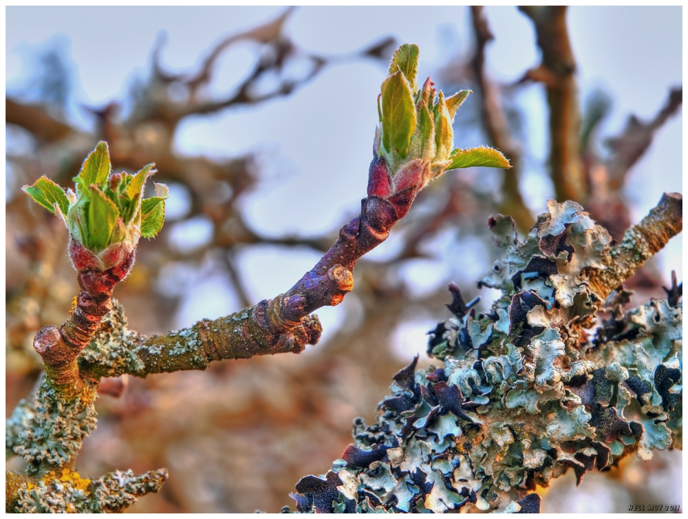 Obstbaum-Triebe