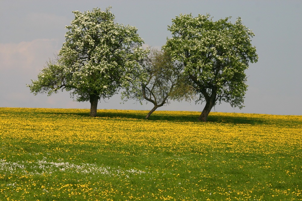 Obstbaum- und Wiesenblüte