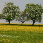 Obstbaum- und Wiesenblüte