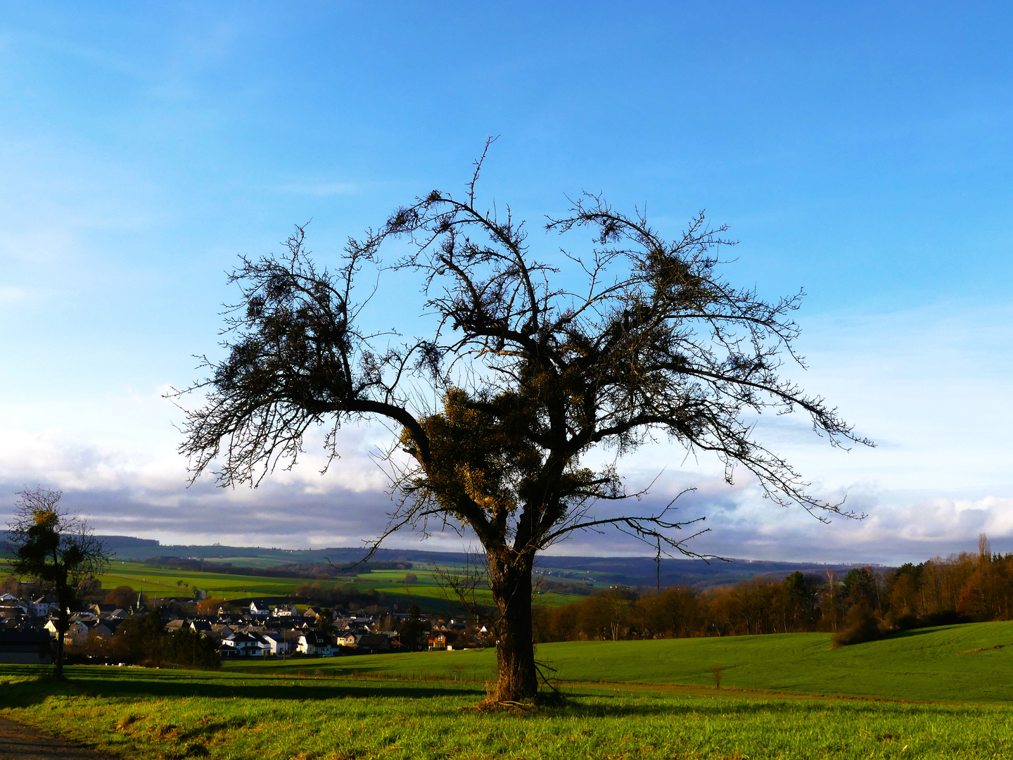 Obstbaum, von Misteln ausgesaugt