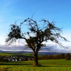 Obstbaum, von Misteln ausgesaugt