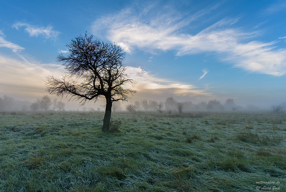 Obstbaum vor dem Nebel