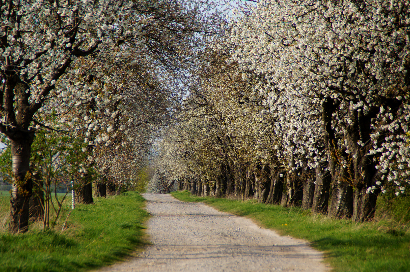 Obstbaumallee in voller Blüte