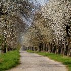 Obstbaumallee in voller Blüte