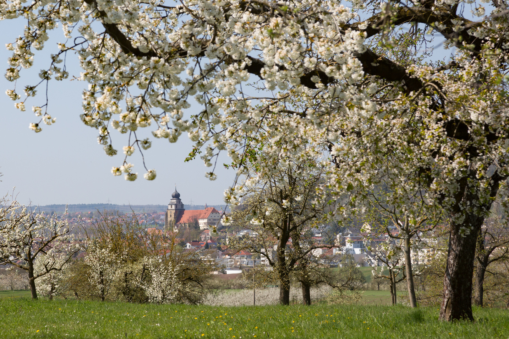 Obstbaumblüte