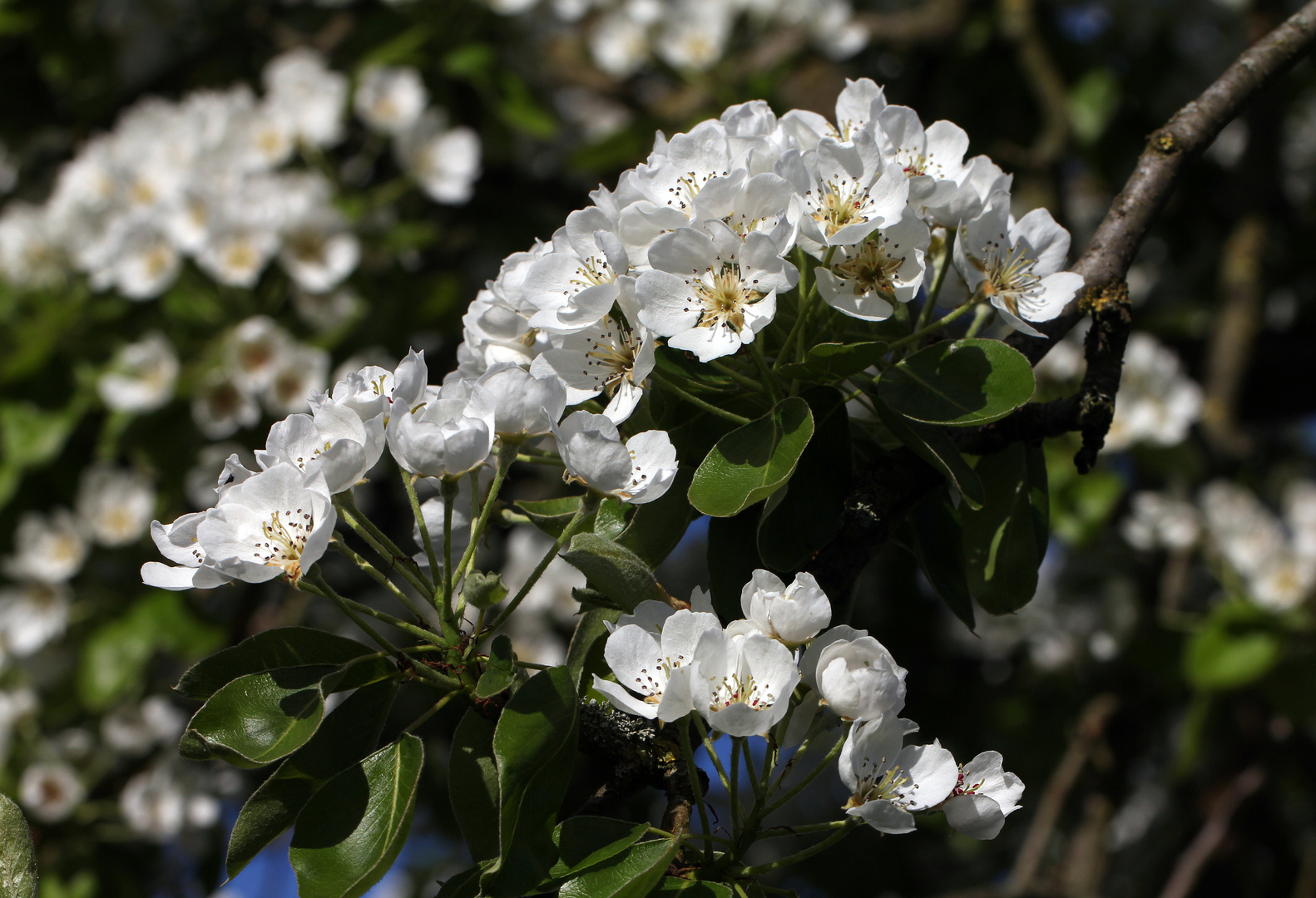 -Obstbaumblüte -