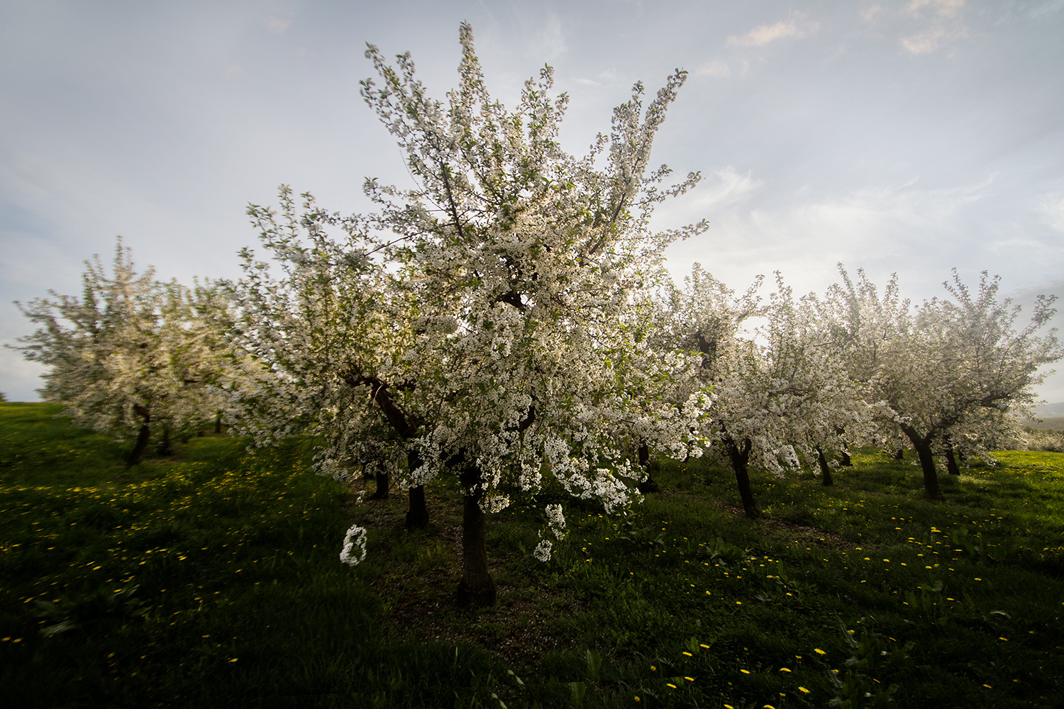 Obstbaumblüte