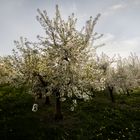 Obstbaumblüte