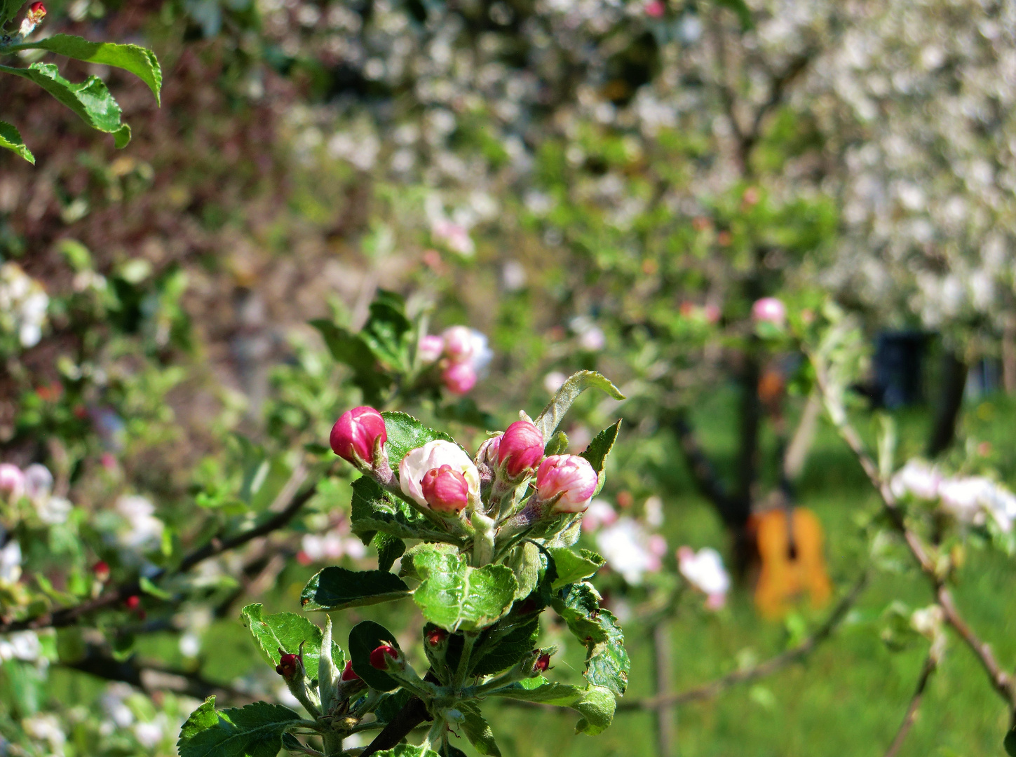 Obstbaumblüte