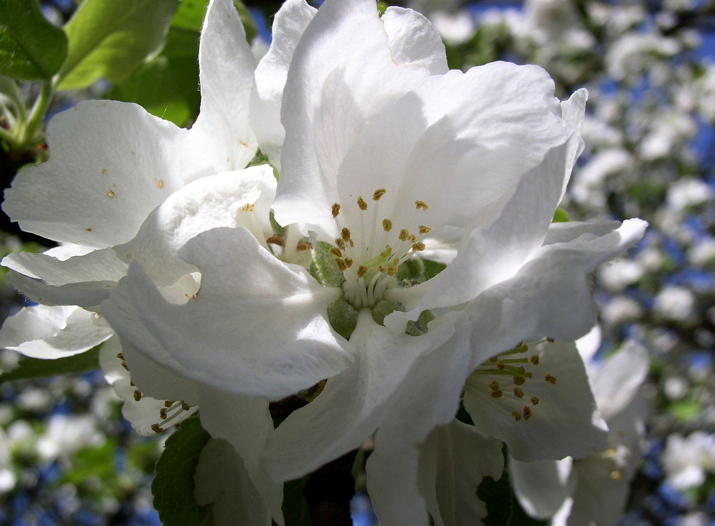 Obstbaumblüte