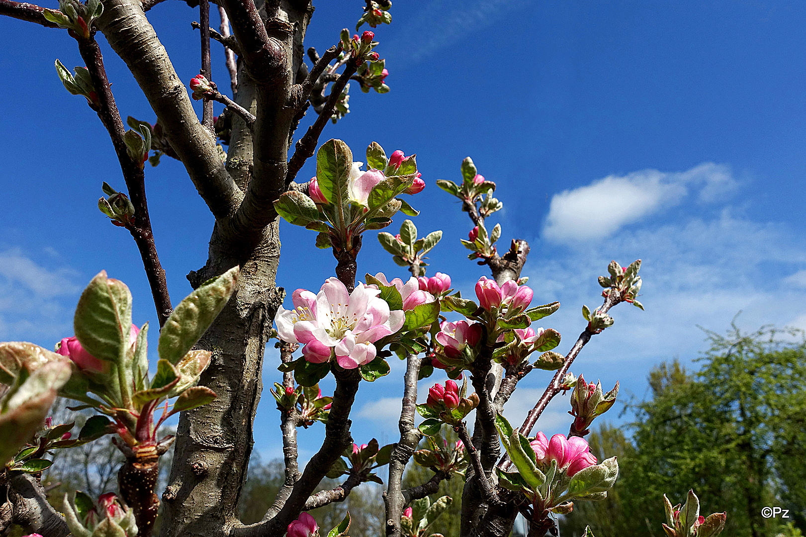 Obstbaumblüte ...