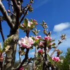 Obstbaumblüte ...