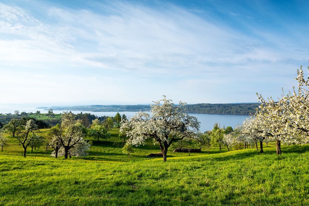 Obstbaumblüte