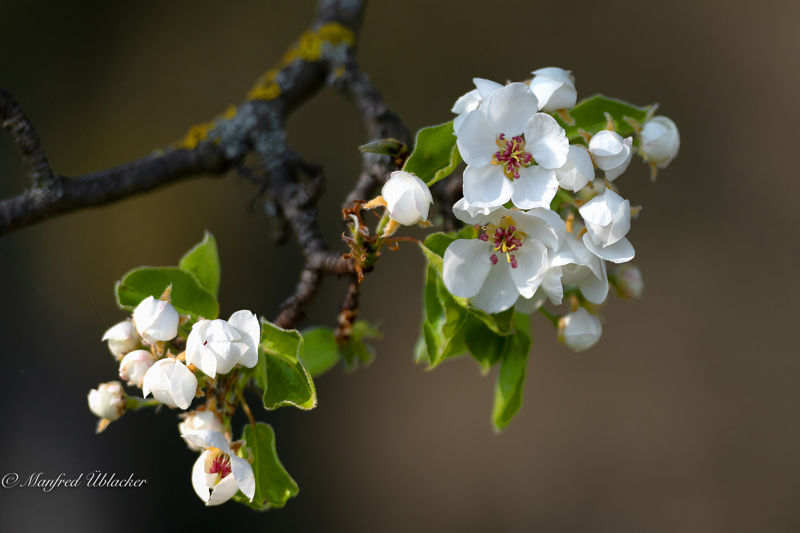 Obstbaumblüte ...