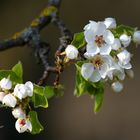 Obstbaumblüte ...