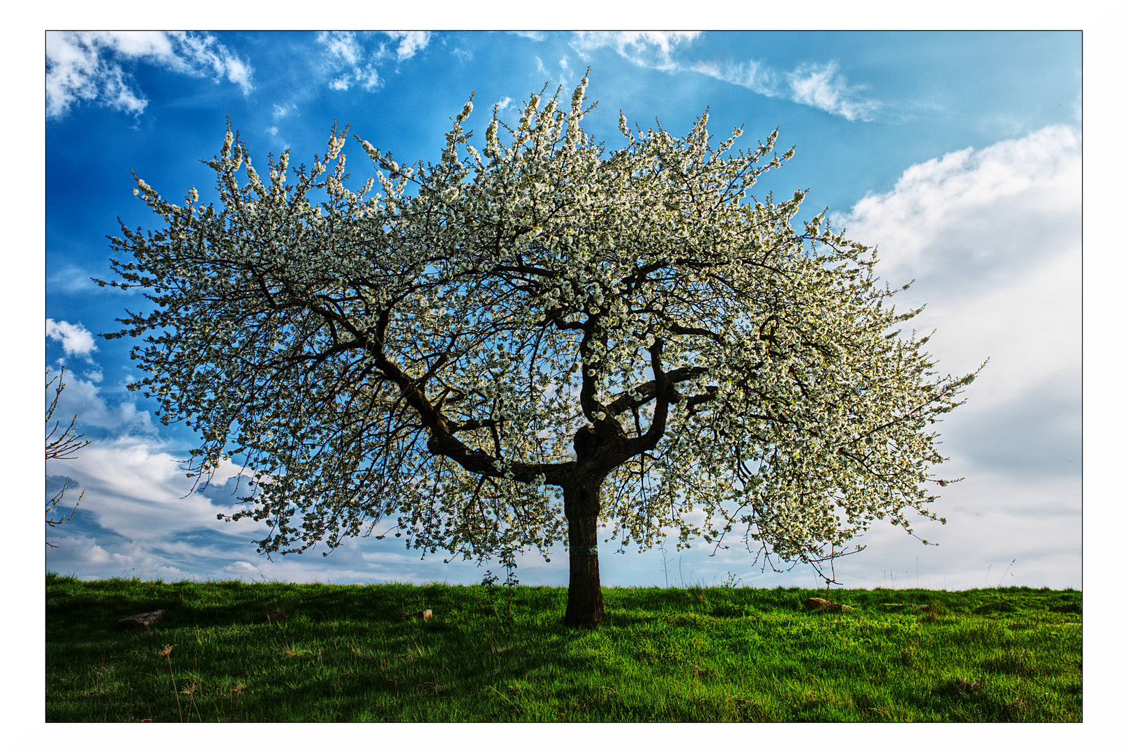 Obstbaumblüte