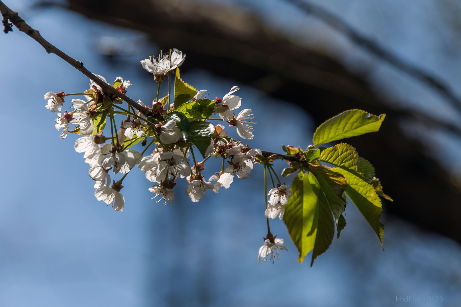 Obstbaumblüte