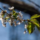 Obstbaumblüte