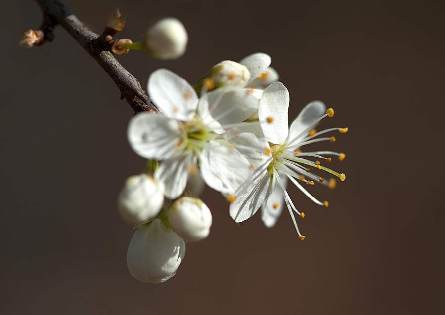 Obstbaumblüte