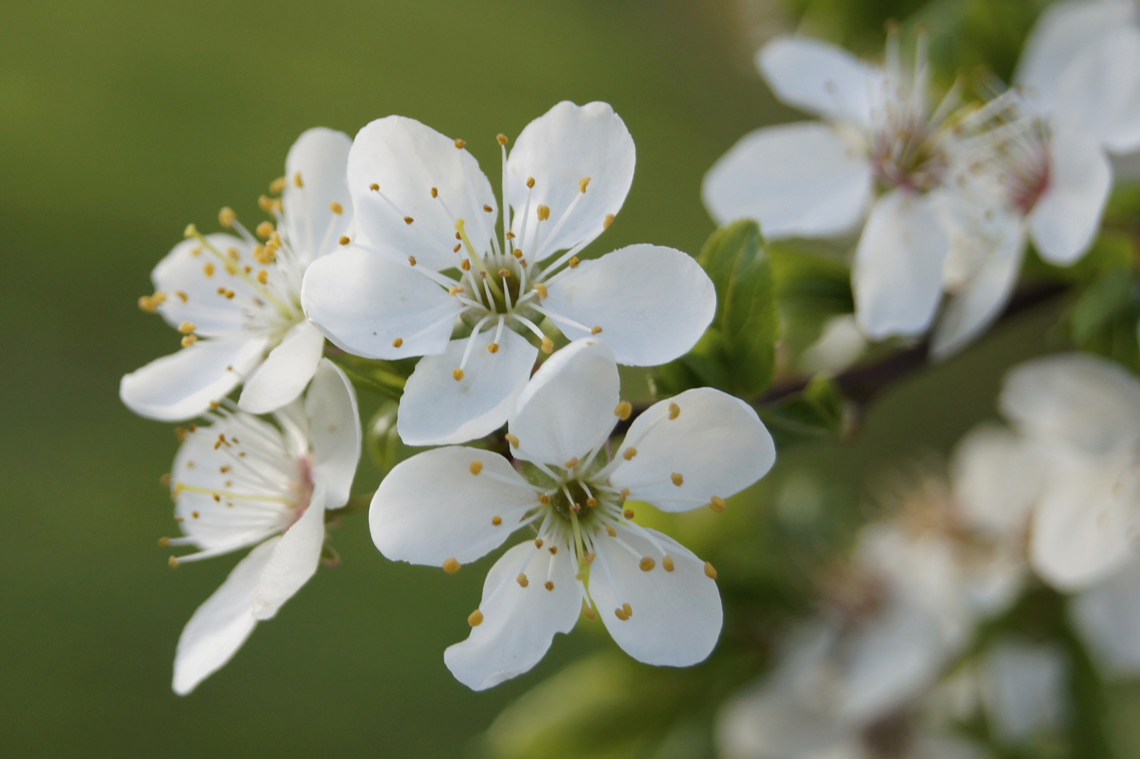 Obstbaumblüte