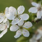 Obstbaumblüte