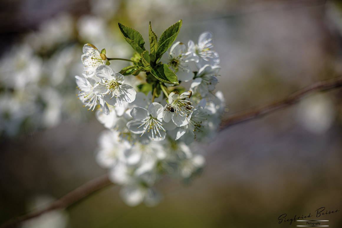 Obstbaumblüte