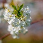 Obstbaumblüte