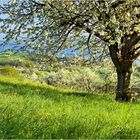 Obstbaumblüte am Bodensee