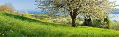 Obstbaumblüte am Bodensee