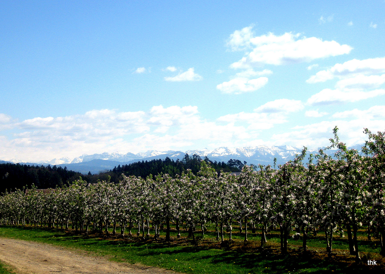 Obstbaumblüte am Bodensee