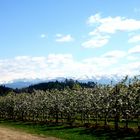 Obstbaumblüte am Bodensee