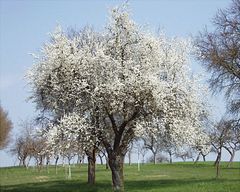 Obstbaumblüte am Sauerbrunn