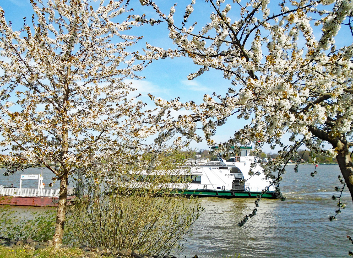 Obstbaumblüte an der Elbe  in Finkenwerder..... 