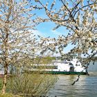 Obstbaumblüte an der Elbe  in Finkenwerder..... 