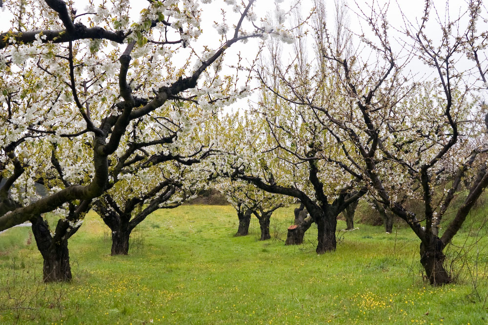 Obstbaumblüte