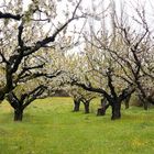 Obstbaumblüte