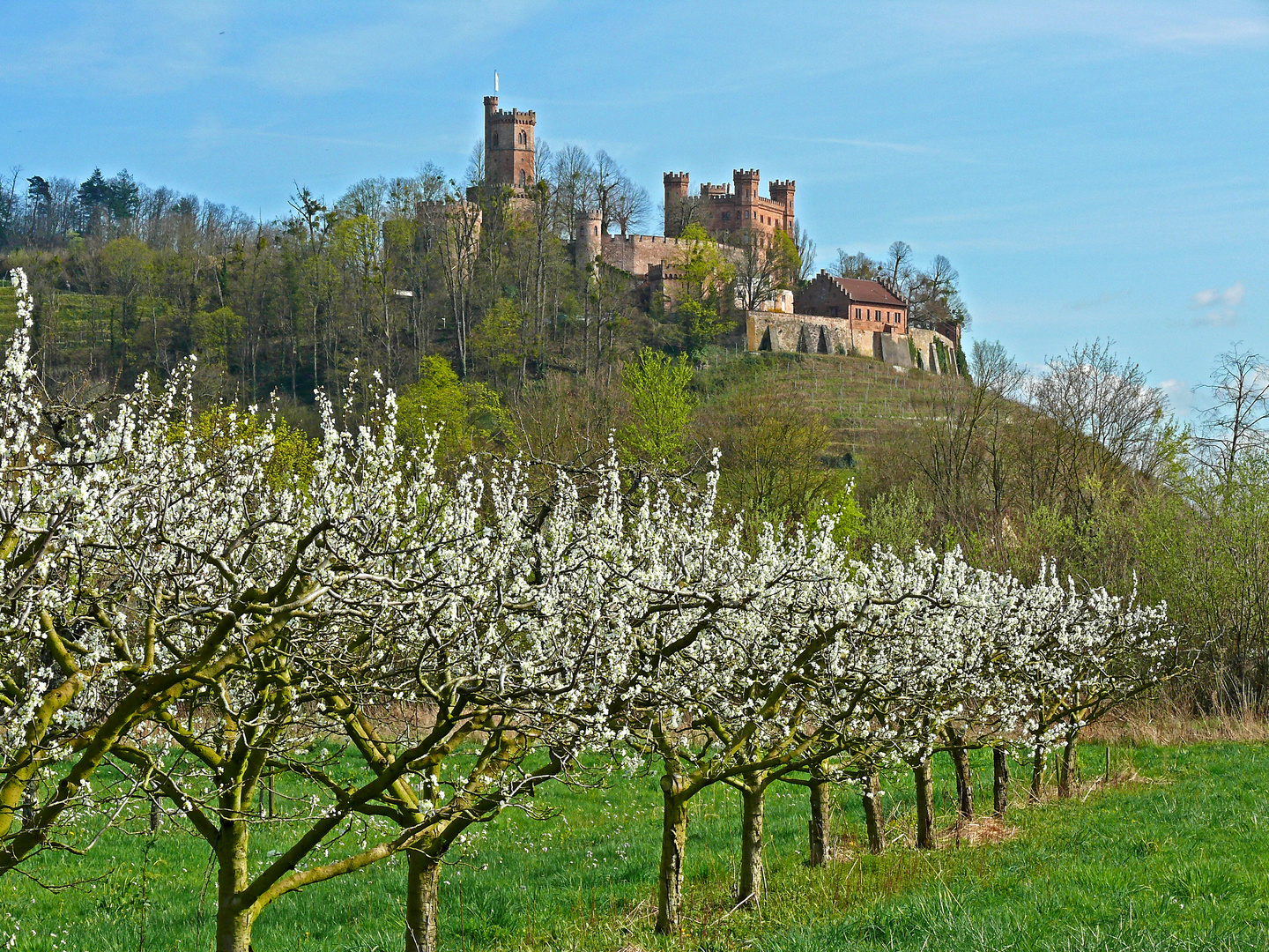 Obstbaumblüte bei Ortenberg