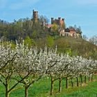 Obstbaumblüte bei Ortenberg