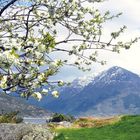 Obstbaumblüte bei Utne am Hardangerfjord