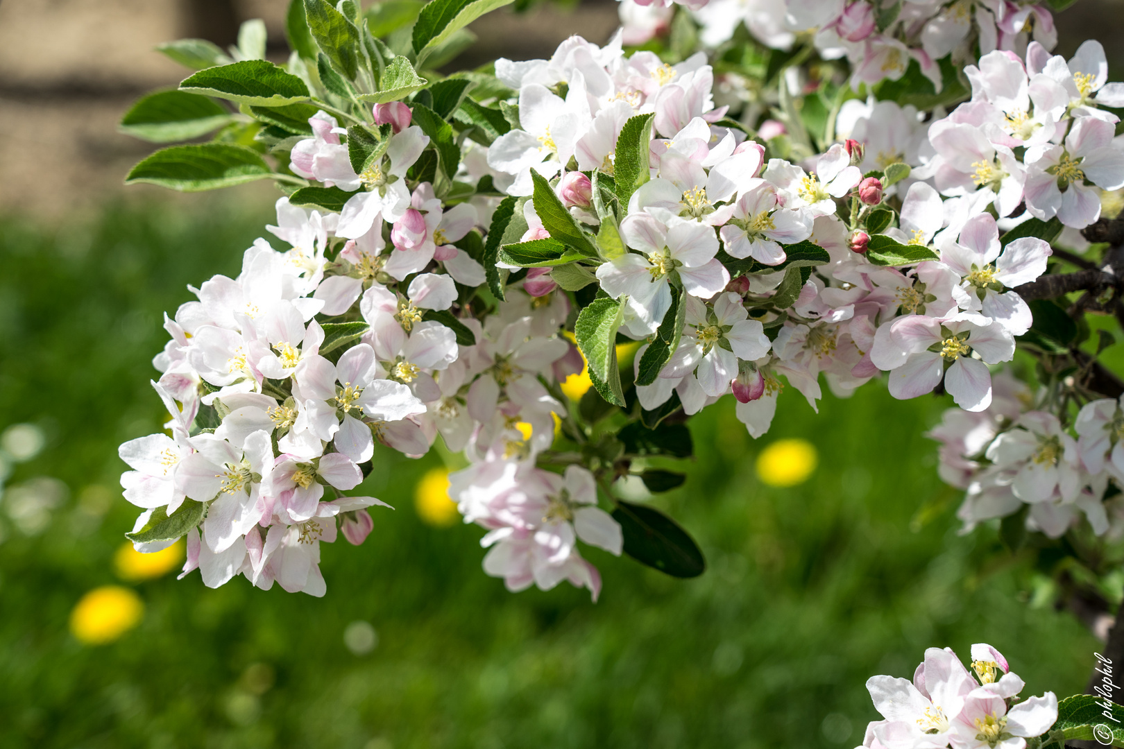 Obstbaumblüte