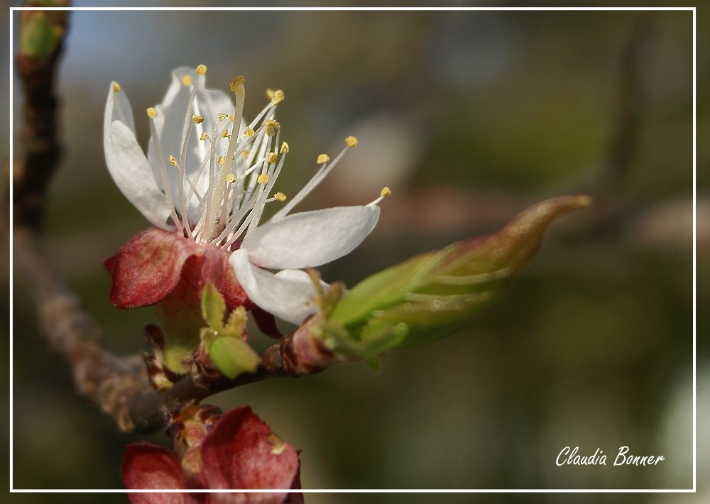 Obstbaumblüte