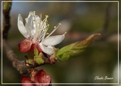 Obstbaumblüte