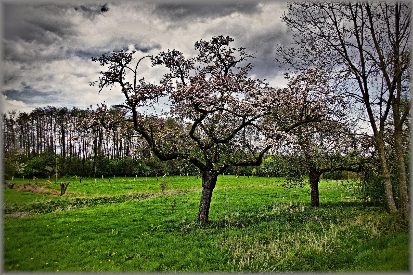 Obstbaumblüte