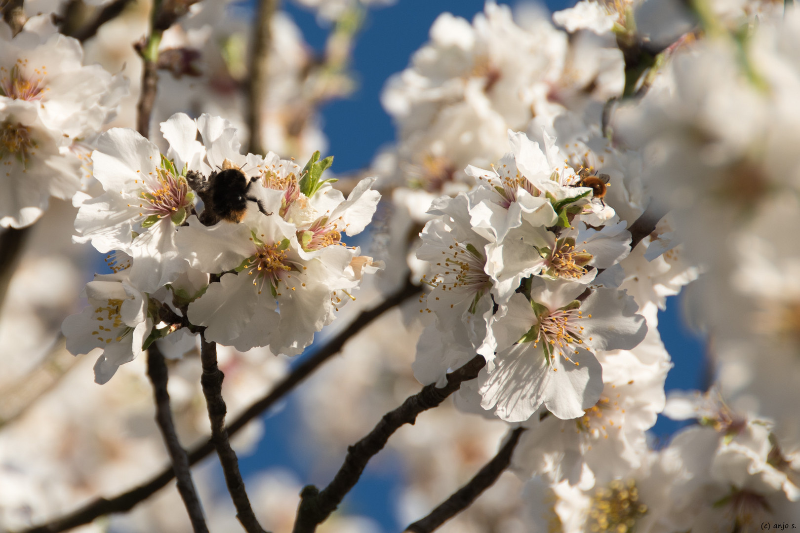 Obstbaumblüte