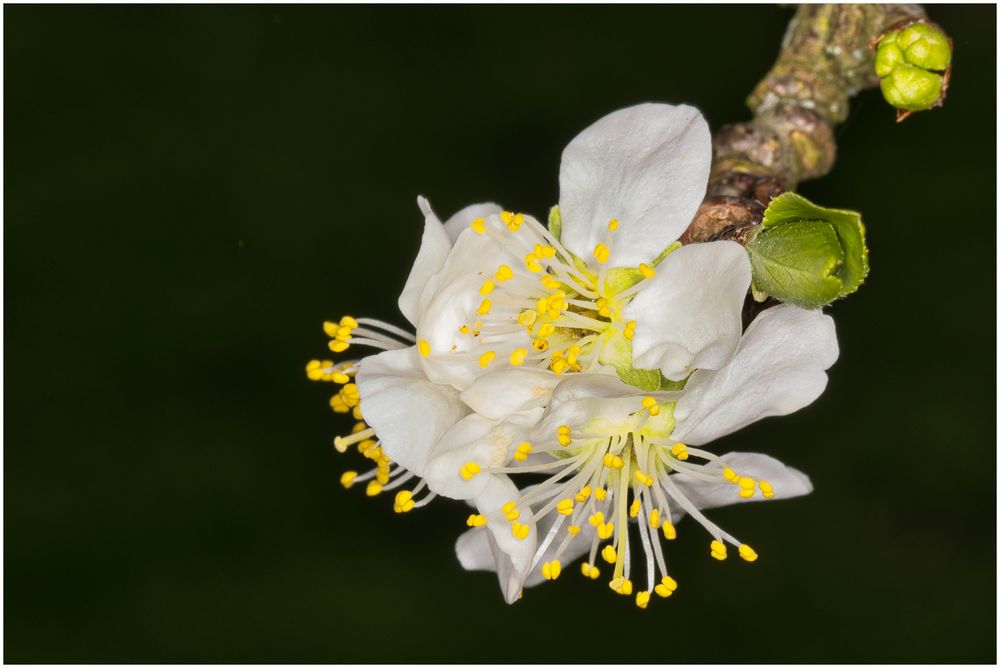 Obstbaumblüte